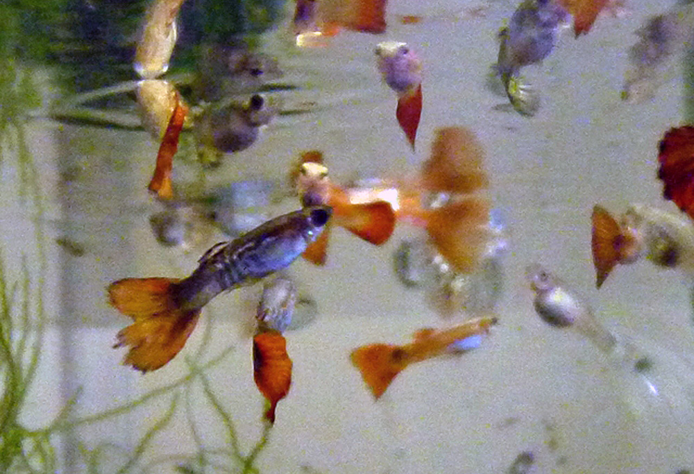 tropical fish　　2015/09/14