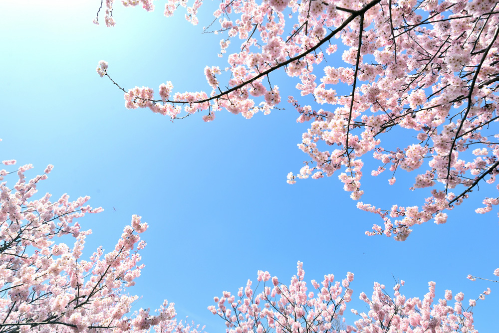 cherry blossom　　2015/04/10